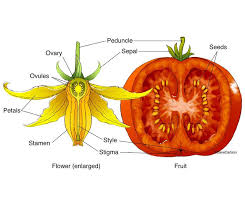 Botany Life Science Biomedical Carlson Stock Art In 2020 Life Science Botany Plant Science