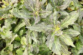 Image result for Gynura pseudochina