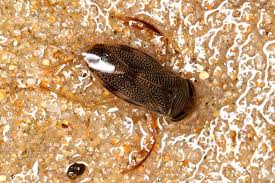 Image result for Corixidae