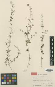 Image result for Galium bussei