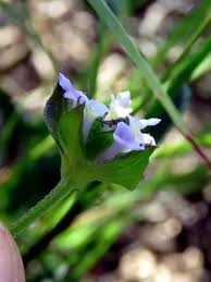 Image result for Lantana rugosa