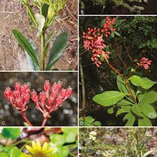 Image result for Anisopappus kirkii