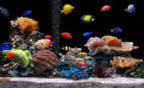 Animated wallpaper is a cross between a screensaver and desktop wallpaper. Desktop Live Wallpaper Hd 1366x768 Wallpaper Teahub Io