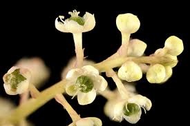 Image result for Phytolacca