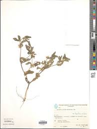 Image result for Bidens oligoflora