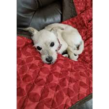 Gala, Tamara, Boss & Miel (@cuatrodogs) • Instagram photos and videos