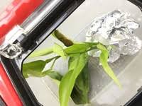 みかんの葉っぱが欲しいです アゲハチョウの幼虫を飼育しています Yahoo 知恵袋