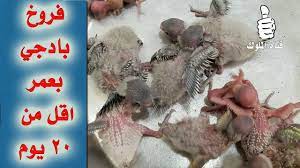 انتاج فروخ طيور الحب البادجي بعمر اقل من 20 يوم budgies animals hamster