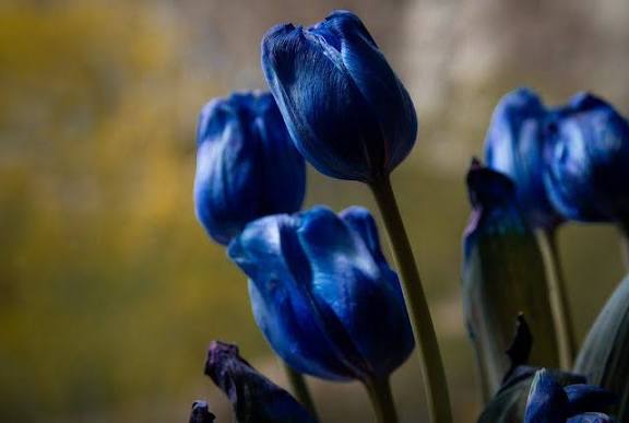 Tulip biru