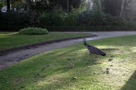 Des soins ou massages à faire en duo. Carnet Rose 14 Naissances De Bebes Paons Au Parc De La Baleine A Luc Sur Mer Liberte Caen