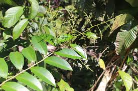 Image result for Embelia schimperi