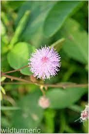 10 Top Medicinal Uses Benefits Of Mimosa Pudica Touch Me Not Plant Sensitive Plant Touch Me Not Plant Makahiya Plant Plants