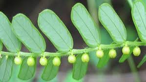 Image result for Phyllanthus parvus