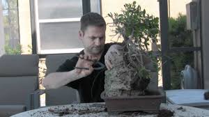 Check spelling or type a new query. How To Bonsai Create Root Over Rock Youtube