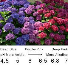 Too much or too little sun incorrect ph excessive fertilization improper pruning. Q A Hydrangeas Orchard Nursery