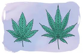 Image result for Cannabis sativa