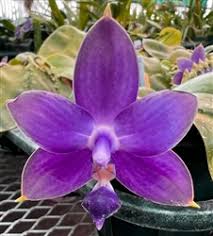 Image result for Seidelia