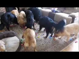 Easter Baskets And Bunnies May Be Mostly For Human Kids But Your Dog Doesn T Have To Miss Out On All The Easter Festiv Dog Easter Eggs Puppies Easter Egg Hunt