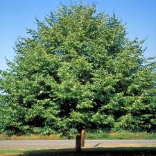 Image result for Littonia lindenii