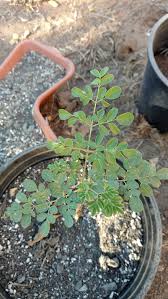 Image result for Moringaceae