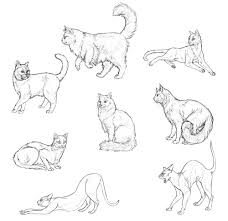 Seat of the intelluctual capacities of a cat. Sketchbook Original How To Draw Cats Monika Zagrobelna