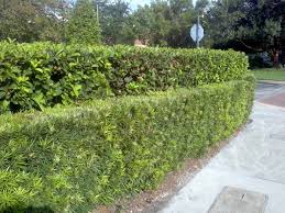 Or try layering different size plants; Buy Sweet Viburnum In Orlando Florida Lake Mary Kissimmee Sanford