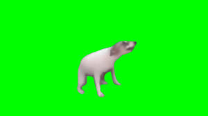 Dancing Dog Green Screen Youtube