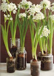 Grow Em Holiday Decorations Bulb Flowers Spring Bulbs Indoor Garden