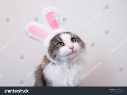 4,247 Cat Bunny Ears Images, Stock Photos & Vectors | Shutterstock