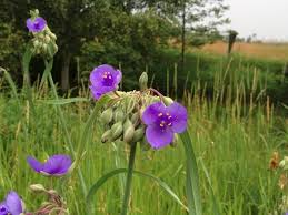 Bear in mind that some of the plants we suggest it's a bushy plant with small blue, lavender, and white flowers. Edible Wildflowers Grow It Eat It Garden Therapy Wild Flowers Wild Plants Wild Edibles