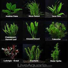 You get 10 species of plants, some of which can be separated into several stems and planted accordingly ideal for 10+. Aquarium Plant Pack Deluxe Aquatic Plants For Freshwater Aquariums Freshwater Aquarium Plants Fish Tank Plants Live Aquarium Plants