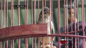 Check spelling or type a new query. Burung Kicau Branjangan Wiring Kuning Srikayangan Net Yogya Youtube