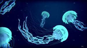 Jellyfish Wallpaper Stock Photos 34532 5401 Wallpaper Jellyfish Images Bioluminescent Jellyfish Jellyfish Painting