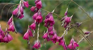 Image result for Dierama formosum