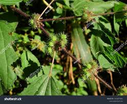 Image result for Triumfetta pilosa