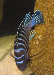 What Is Dropsy And How Do I Treat It Ratemyfishtank Com