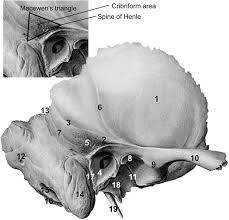Image result for Temporal Bone