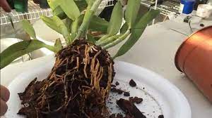 Cattleya Orchid Care Tips On How To Repot A Large Unruly Cattleya Orchi Orchid Care Cattleya Orchid Cattleya