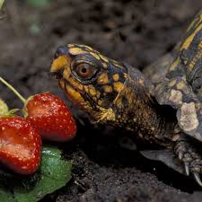 Contains a mix of new york, turtle and strawberry swirl flavors. How To Get A Box Turtle To Eat