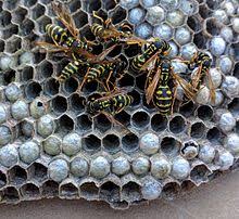 Paper Wasp Wikipedia