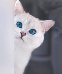From Lyo Thecat Double Tap Follow My Other Pages Lovecatdaily Happypetclubs Sweetcatclub Cute Cats Kittens Cutest Cats