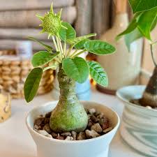 Image result for Dorstenia