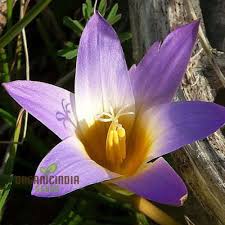 Image result for Romulea