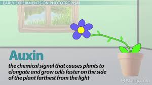 Led grow light distance chart. The Ability Of Plants To Respond To Light By Growing Toward A Light Source Is An Example Of A Photoperiodism B Geotropism C Phototropism D Thigmotropism Study Com