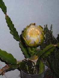 Such manipulations are best carried out immediately the sexual way is quite problematic to carry out at home. Night Blooming Cactus Giant White Epiphyllum Hylocereus Orchid Etsy Blooming Cactus Orchid Cactus Plant Cuttings