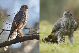 Die antike namensgebung „mäusefalke [lat. Leicht Verwechselbar Greifvogel Lbv Gemeinsam Bayerns Natur Schutzen