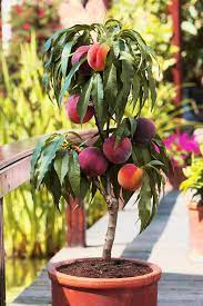 Overall the work involved in maintaining this. Bonanaza Patio Peach Trees For Sale Online The Tree Center