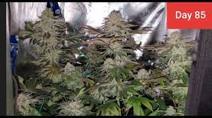 Maybe you would like to learn more about one of these? 2x2 Grow Tent Huge Seedlings Day 85 49 Flower Youtube