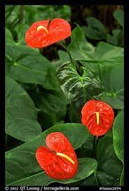 Picture Photo Red Anthurium Flowers Big Island Hawaii Usa Hawaii Flowers Anthurium Flower Tropical Flower Plants