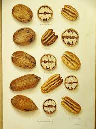 If you have not played the original then the aim of the. 1900 S Pecan Varieties Original Vintage Print Food Fruit Print Pecan